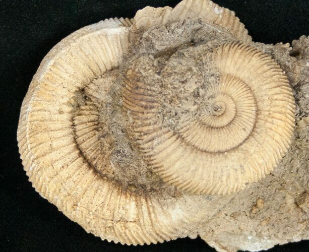 Dactylioceras Ammonite Cluster - Germany #11187
